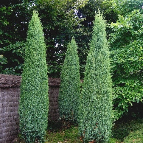 Jeneverbes (Juniperus Communis 'Suecica')
