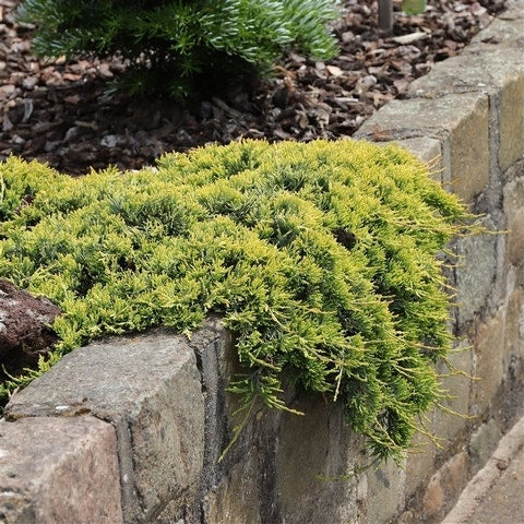 Jeneverbes (Juniperus Horizontalis 'Golden Carpet')