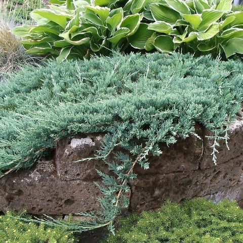 Jeneverbes (Juniperus Horizontalis 'Wiltonii')
