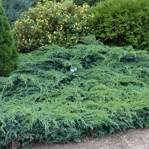 Jeneverbes (Juniperus Squamata 'Blue Swede')