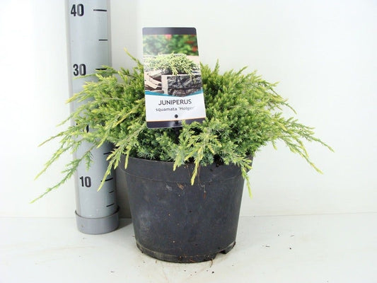 Jeneverbes (Juniperus Squamata 'Holger')