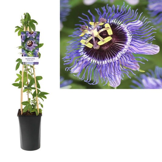 Passiebloem (Passiflora 'Purple Rain')