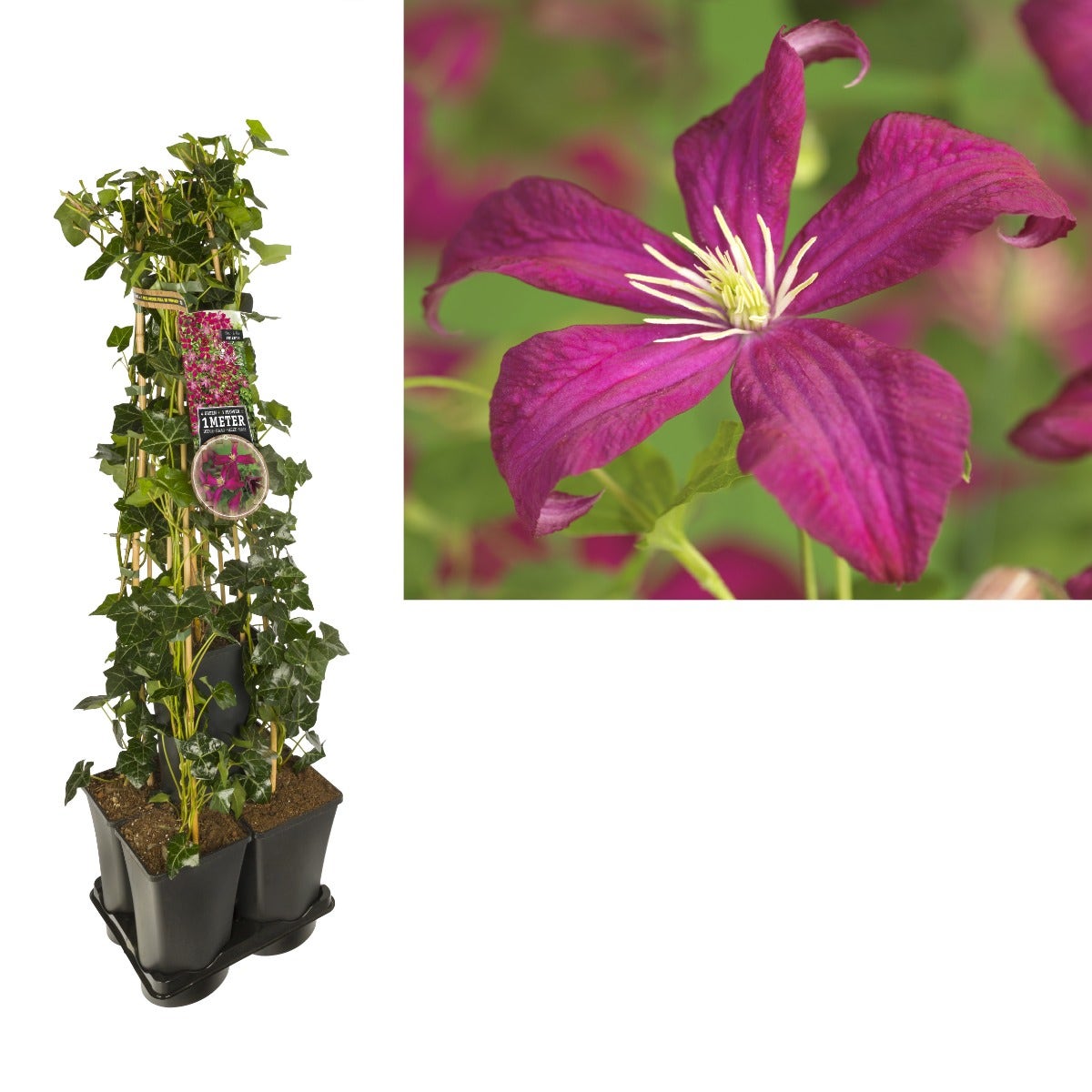 Hedera-Clematis Mix Haag (M.J. Correvon)