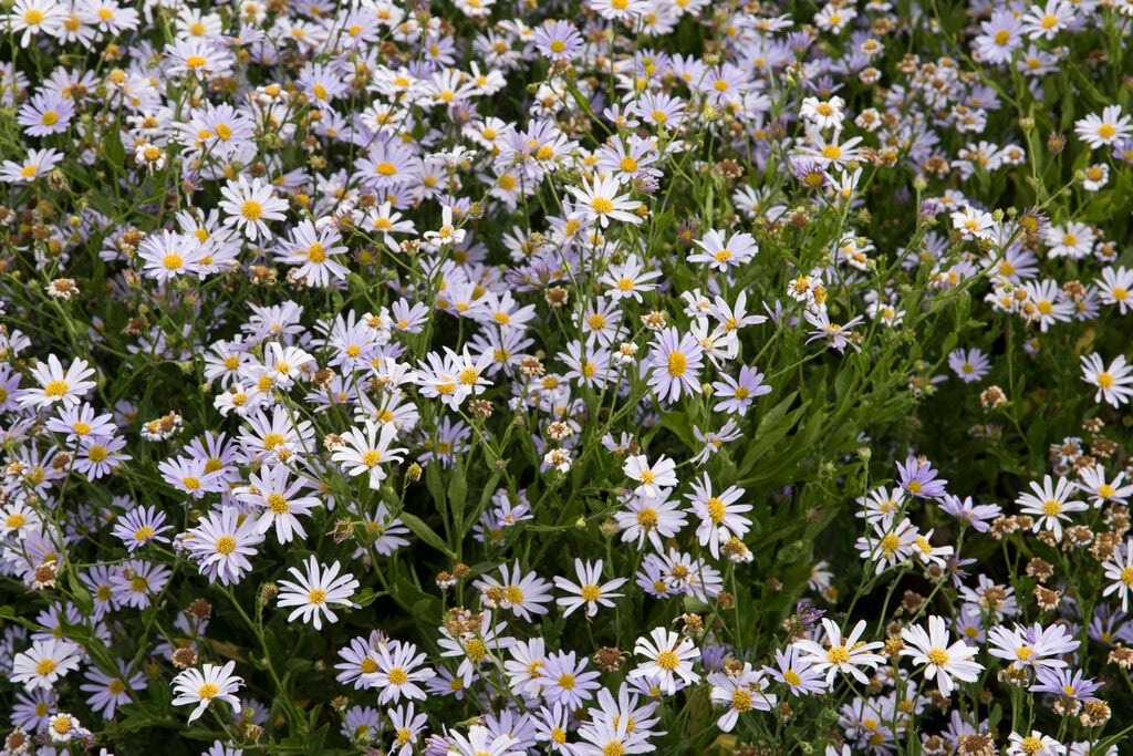 Zomeraster (Kalimeris Incisa)