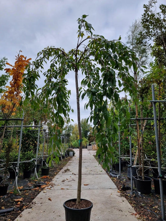 Japanse Treursierkers (Prunus Serrulata 'Kiku-shidare')