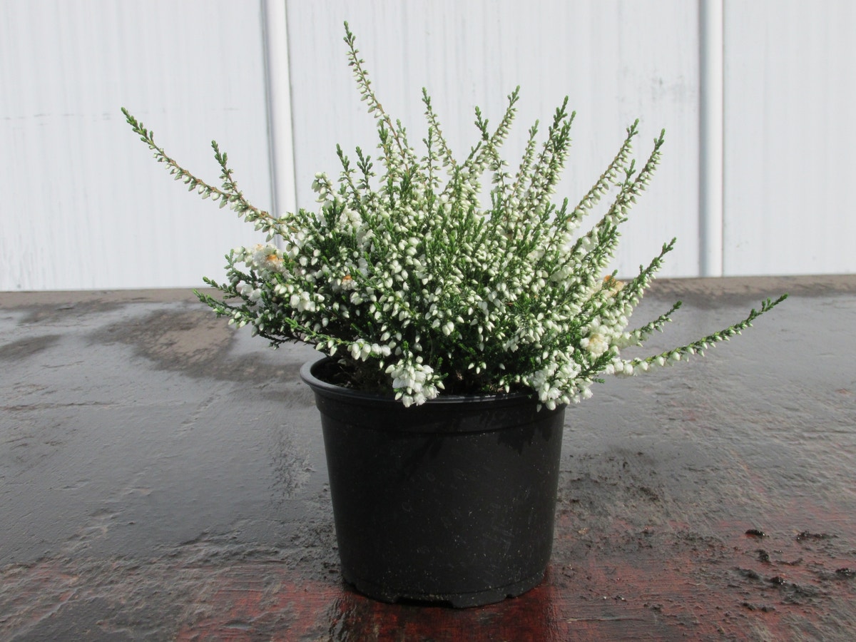 Struikheide (Calluna Vulgaris 'Kinlochruel')