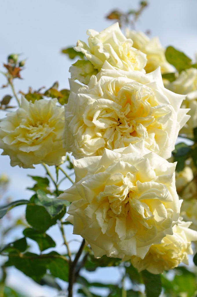Roos (Rosa 'Elfe')
