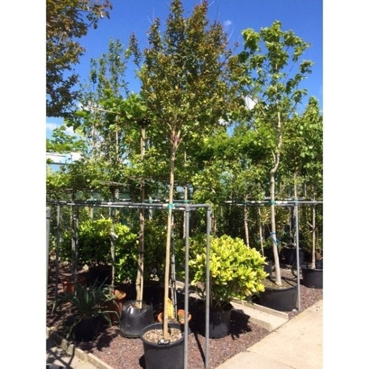Rode Lagerstroemia Als Boom (Lagerstroemia Indica)
