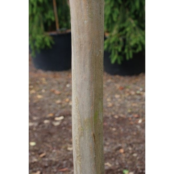 Witte Lagerstroemia Als Boom (Lagerstroemia Indica)