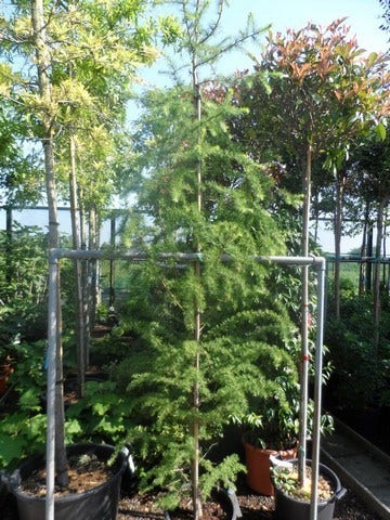 Lariks (Larix Decidua)