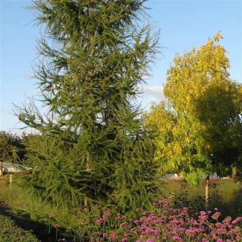 Lariks (Larix Kaempferi)