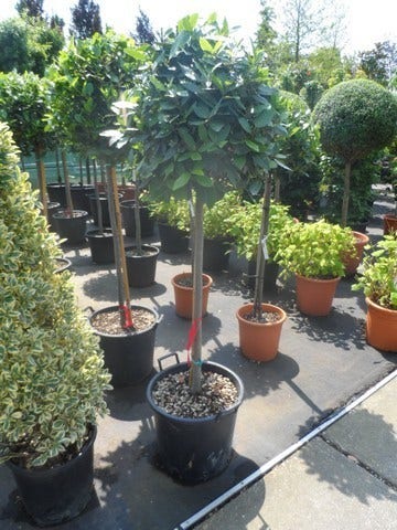 Echte Laurier Als Boom (Laurus Nobilis)