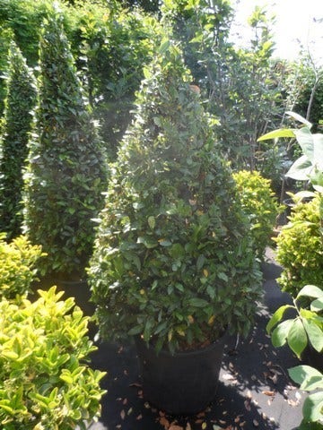 Echte Laurier Als Piramide (Laurus Nobilis)