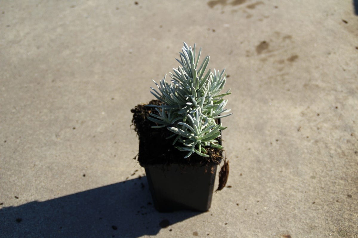 Lavendel (Lavandula 'Richard Gray')