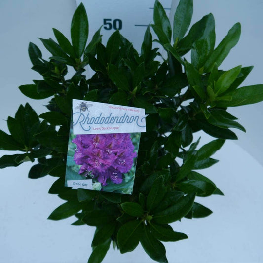 Rhododendron (Rhododendron 'Lee's Dark Purple')