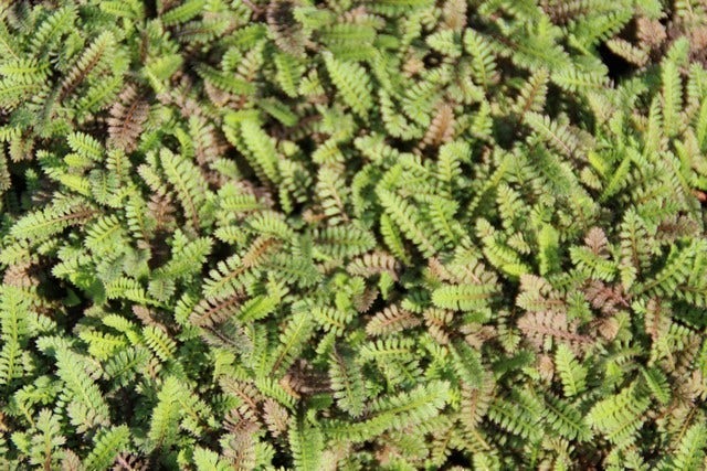 Koperknoopje (Leptinella Potentillina)