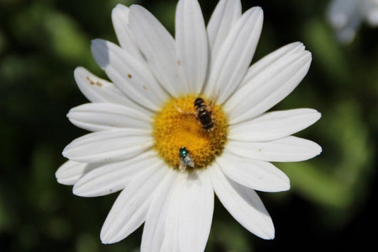 Herfstmagriet (Leucanthemum 'Becky')