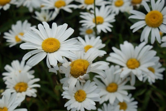 Reuzenmagriet (Leucanthemum 'Silberprinzesschen')