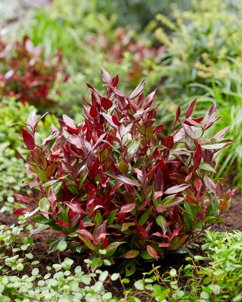 Druifheide (Leucothoe Fontanesiana 'Little Flames')