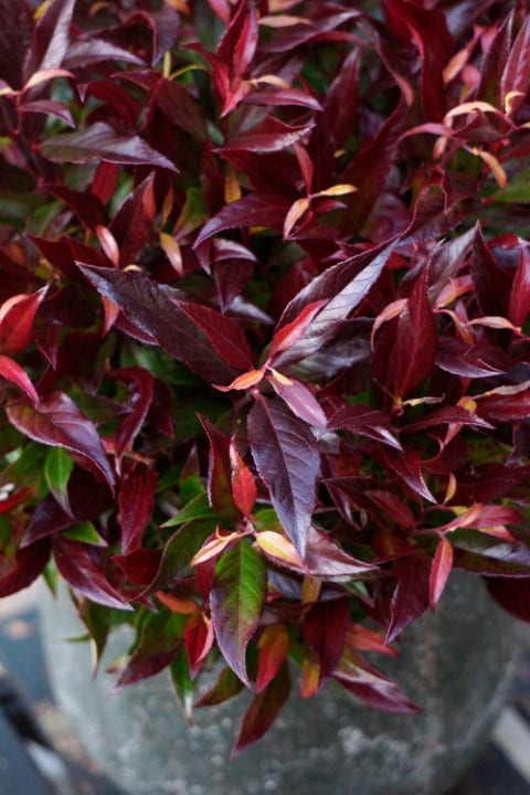 Druifheide (Leucothoe Axillaris Red Lips®)