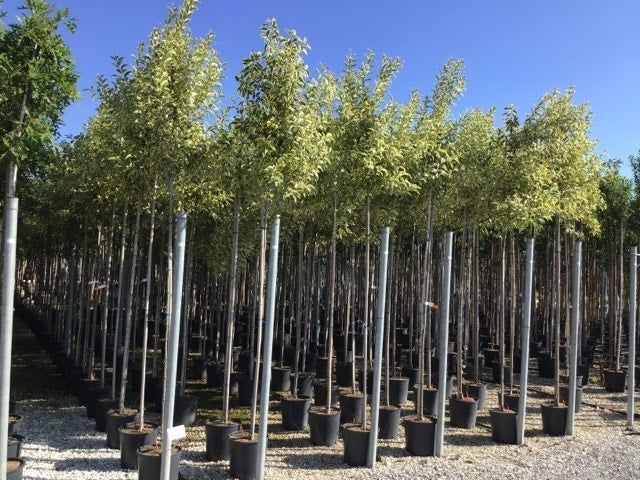 Liguster (Ligustrum 'Excelsum Superbum')