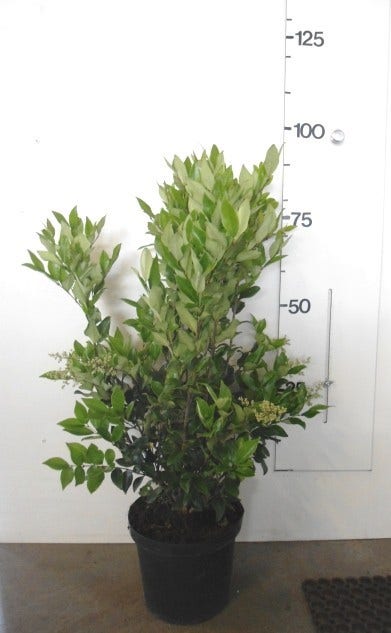 Texaanse Liguster/Liguster (Ligustrum Texanum 'Silver Star')