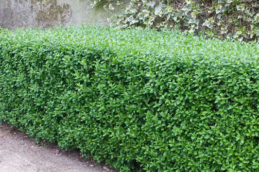 Wilde Liguster (Ligustrum Vulgare)