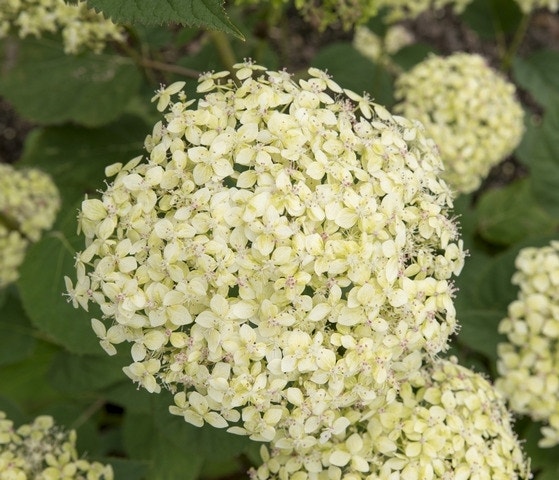 Hortensia (Hydrangea 'Lime Rickey')