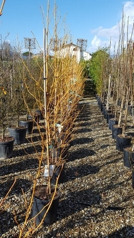 Amberboom (Liquidambar Styraciflua 'Golden Sun')