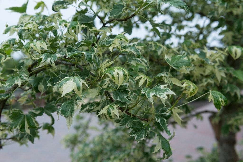Amberboom (Liquidambar Styraciflua 'Variegata')
