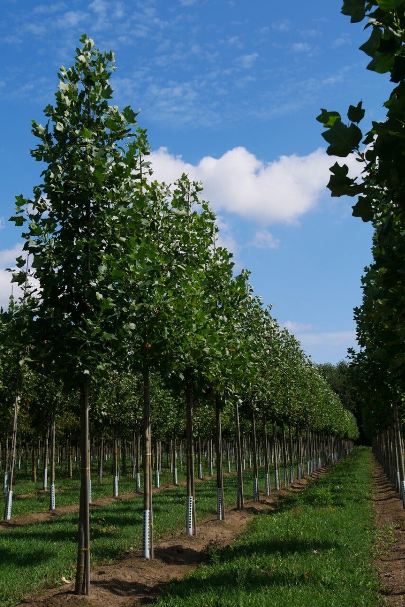 Grote Tulpenboom (Liriodendron Tulipifera)