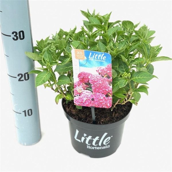 Kleinblijvende Hortensia (Hydrangea Macr. 'Little Pink'®)