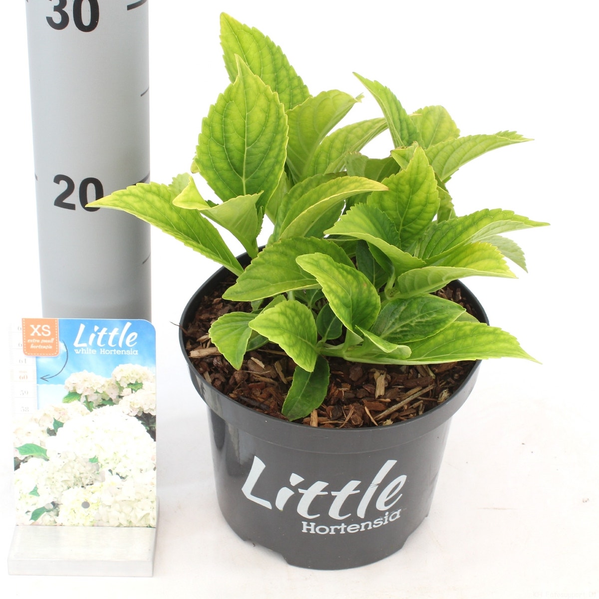 Kleinblijvende Hortensia (Hydrangea Macr. 'Little White'®)