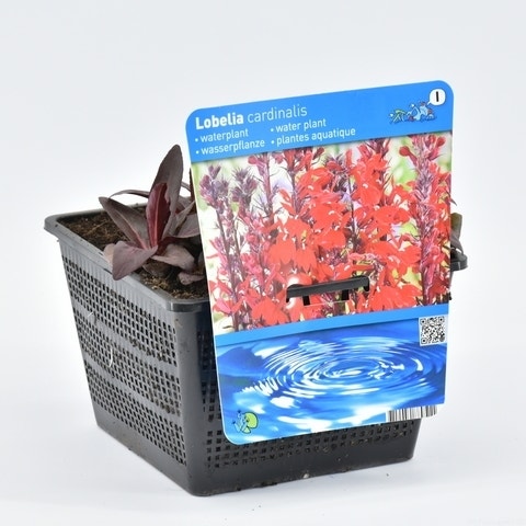 Rode Scharlakenlobelia Waterlobelia (Lobelia Cardinalis)