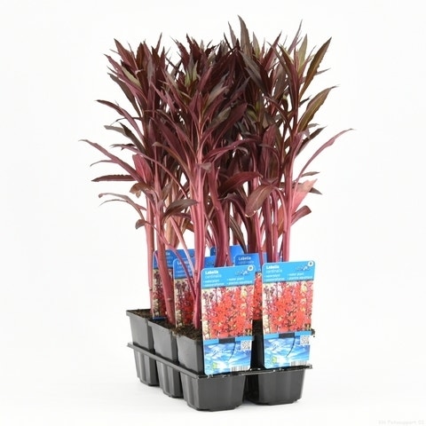 Rode Scharlakenlobelia Waterlobelia (Lobelia Cardinalis)