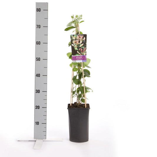 Kamperfoelie (Lonicera Caprifolium)