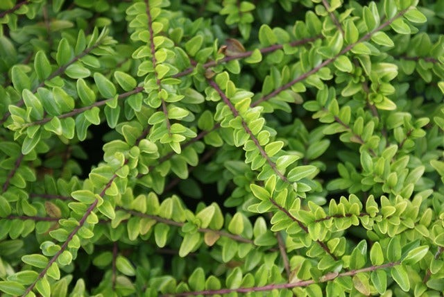Struikkamperfoelie (Lonicera Nitida 'Maigrun')