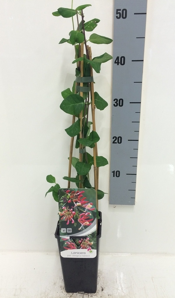 Kamperfoelie (Lonicera Periclymenum 'Belgica Select')
