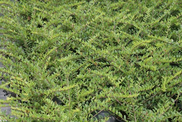 Struikkamperfoelie (Lonicera Pileata)