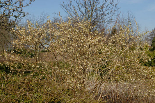 Struikkamperfoelie (Lonicera Purpusii 'Winter Beauty')
