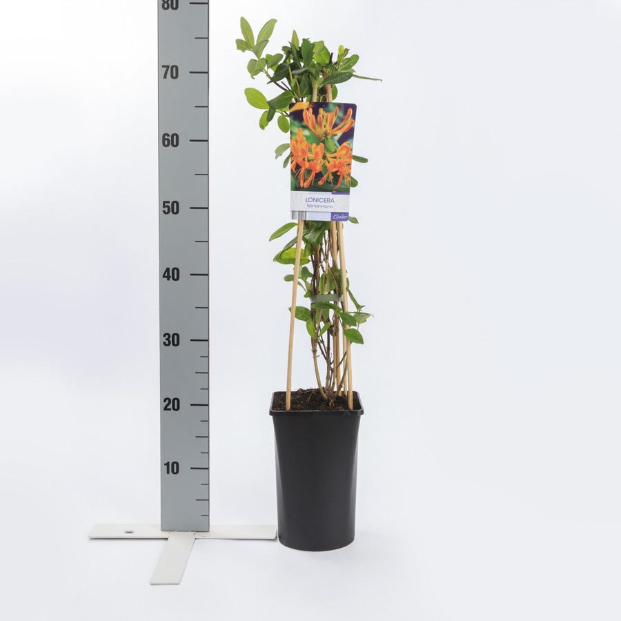 Kamperfoelie (Lonicera Tellmanniana)