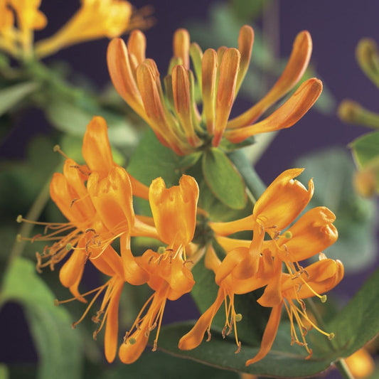 Kamperfoelie (Lonicera Tellmanniana)