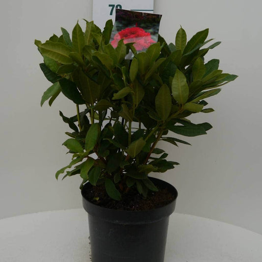 Rhododendron (Rhododendron 'Lord Roberts')