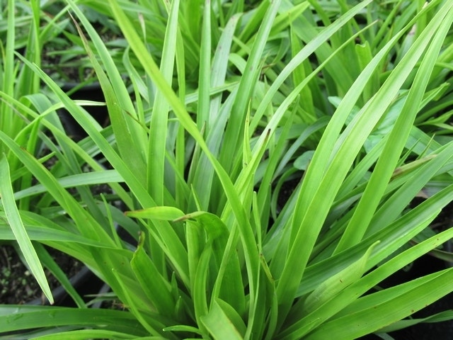 Grote Veldbies (Luzula Sylvatica)