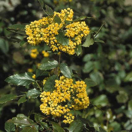 Mahoniestruik (Mahonia Aquifolium)
