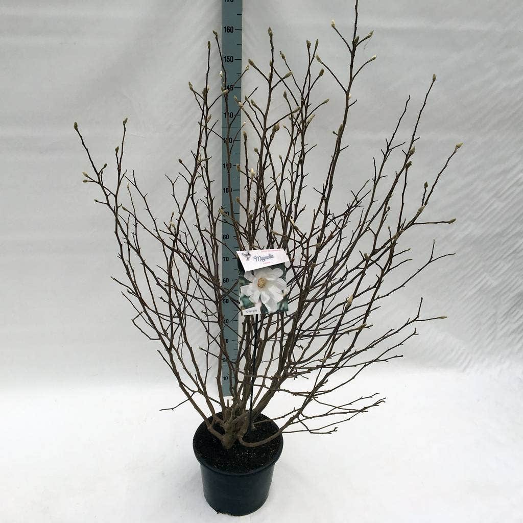 Stermagnolia Als Struik (Magnolia Stellata)