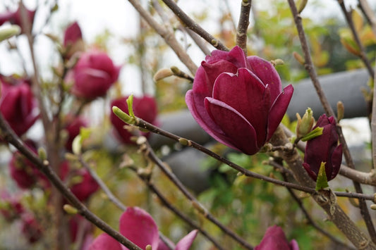 Beverboom (Magnolia 'Genie') EXTRA VOORDEEL