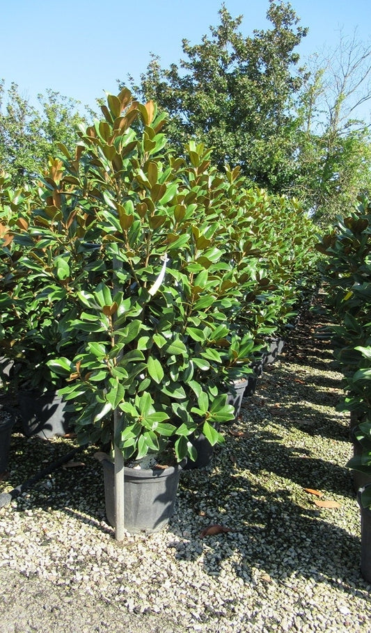 Groenblijvende Magnolia (Magnolia Grandiflora 'Goliath')
