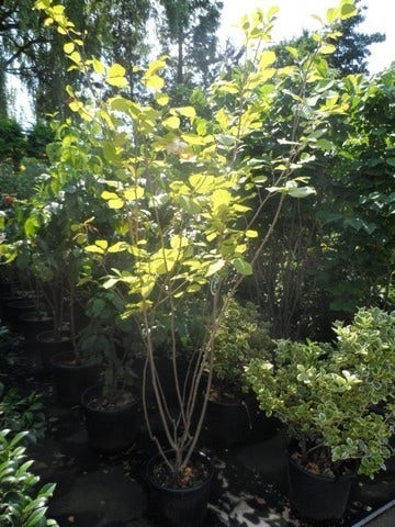 Beverboom (Magnolia Sieboldii)