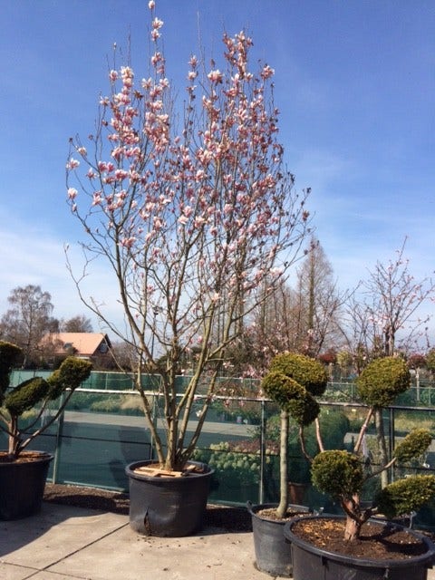 Beverboom Als Struik (Magnolia Soulangeana)